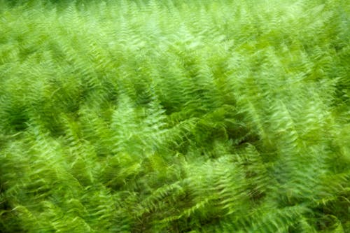 Blurred Shot of Fern Plant