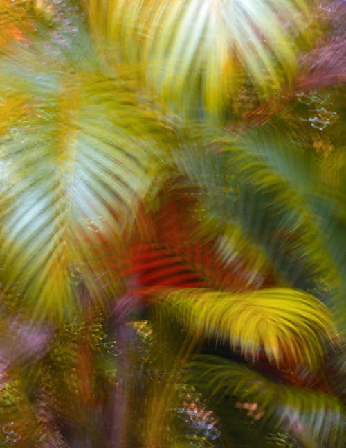 Palm Tree in Garden in Blur