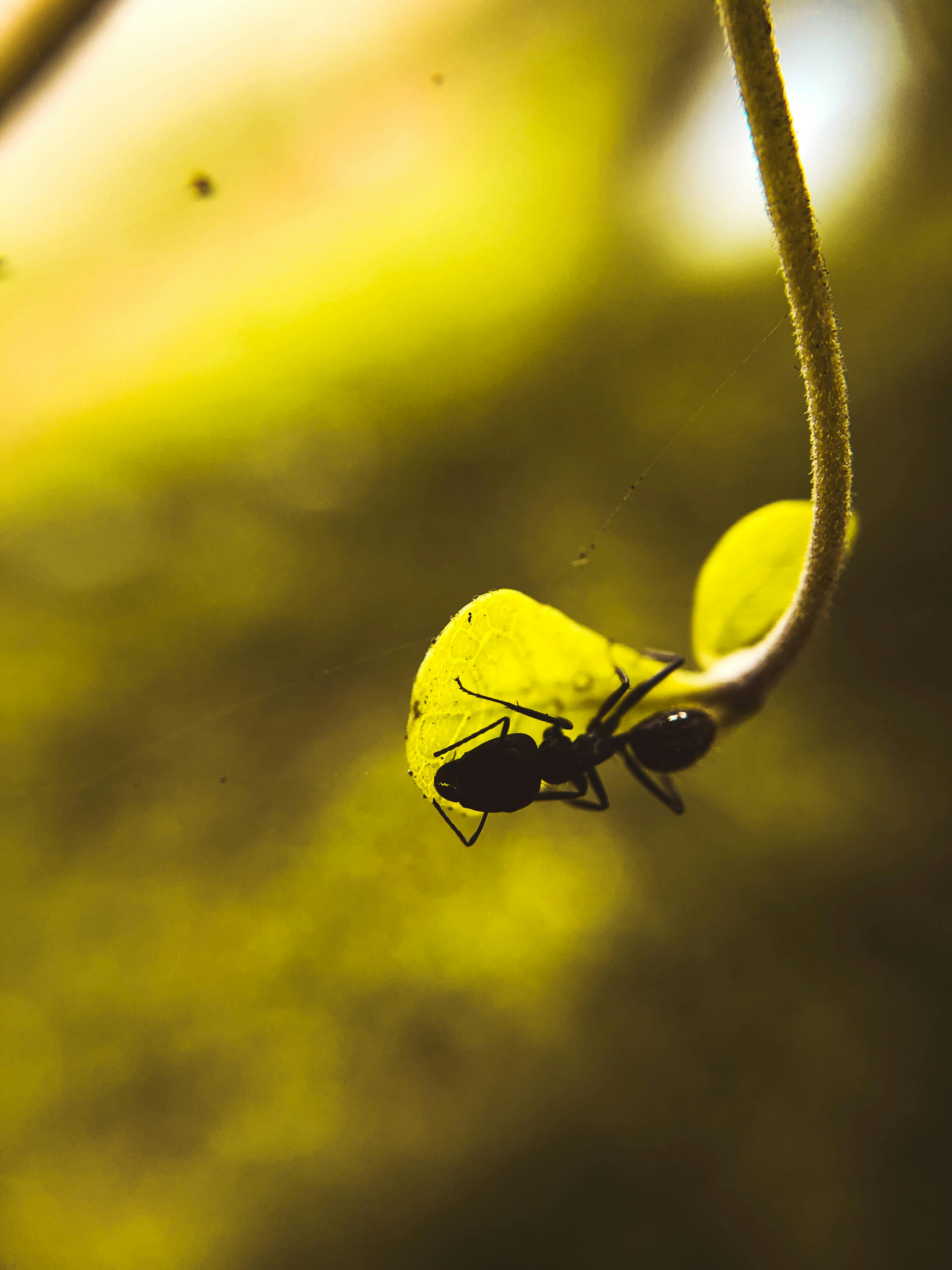 Close-up macro photograph capturing an ant on a leaf with a vibrant green background in Port Harcourt, Nigeria.