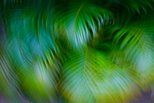 Gratuit Photos gratuites de fermer, feuilles de palmier, feuilles vertes Photos