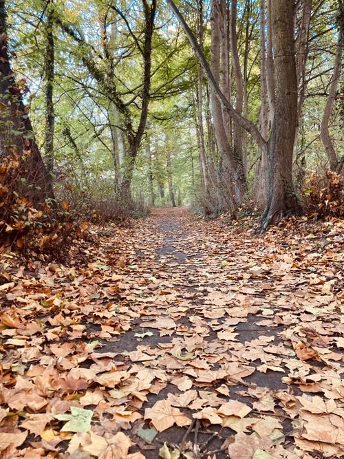 Free A serene forest pathway covered with autumn leaves in Sint-Katelijne-Waver, Belgium. Stock Photo