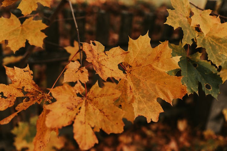 Maple Leaves In Autumn