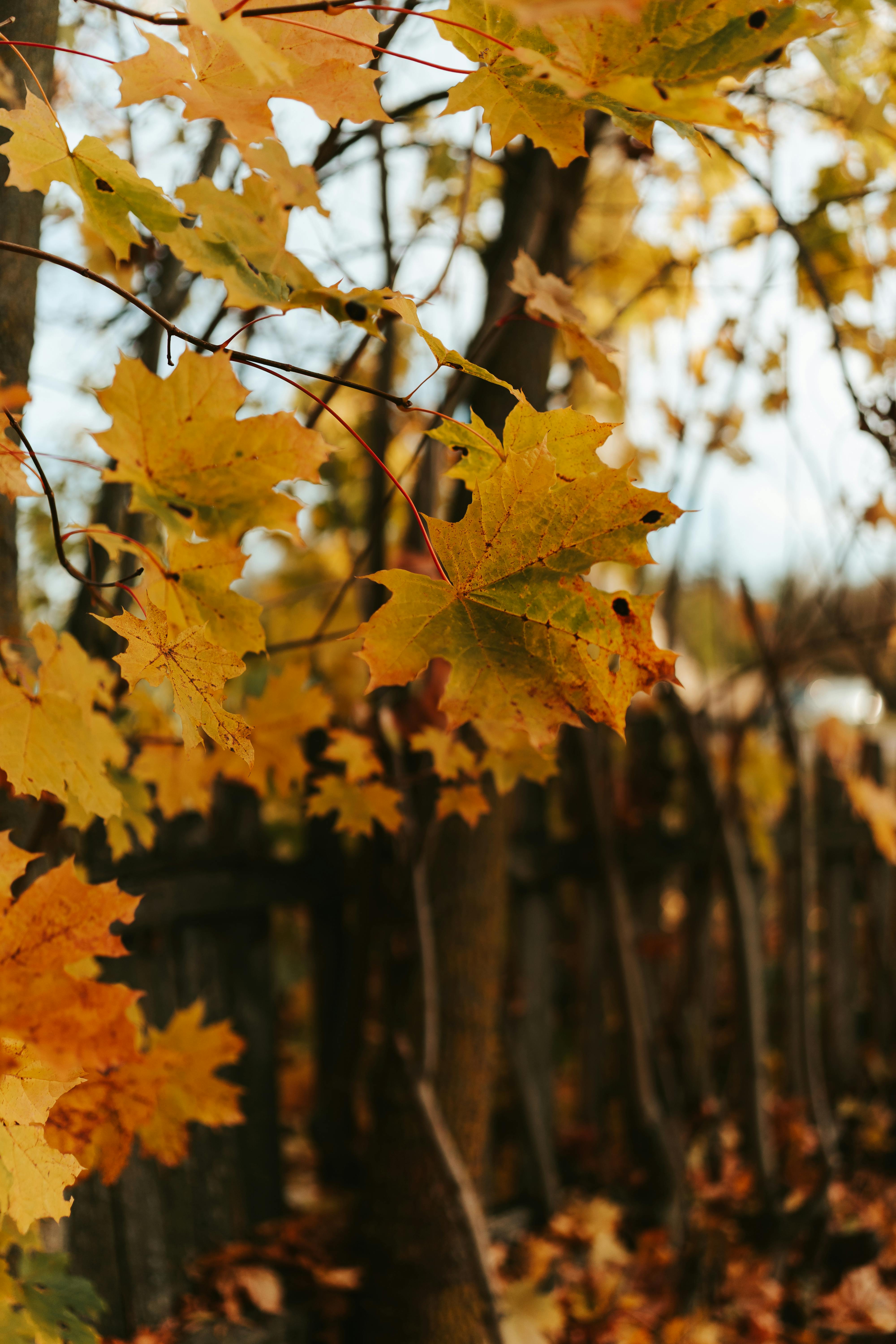 Close-up of vibrant golden maple leaves in an autumn forest, capturing the seasonal beauty.