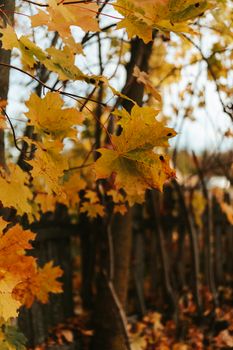 Close-up of vibrant golden maple leaves in an autumn forest, capturing the seasonal beauty.