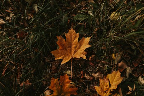 Free Detailed image of brown autumn leaves on grass, conveying fall season's beauty. Stock Photo