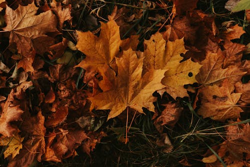 Immagine gratuita di acero, autunno, caduto