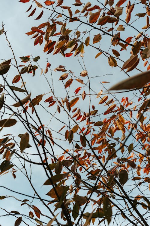 Безкоштовне стокове фото на тему «вертикальні постріл, листя, осінь»