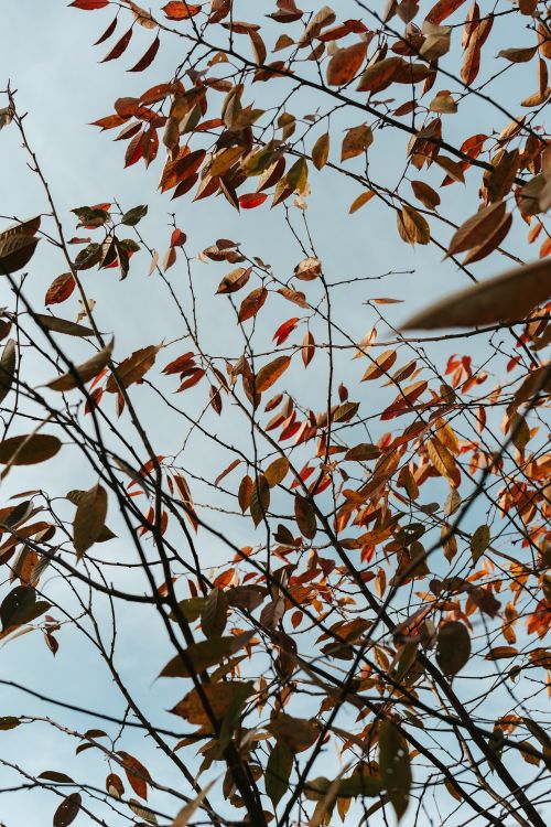 Free A serene view of colorful autumn leaves on branches set against a clear blue sky. Stock Photo