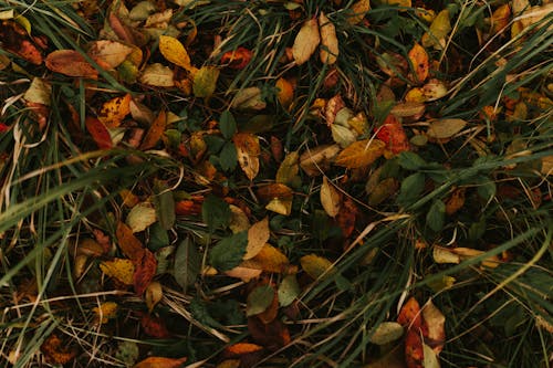 Безкоштовне стокове фото на тему «барвистий, впав, листя»