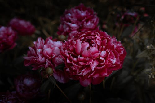 ダーク, フラワーズ, 咲くの無料の写真素材