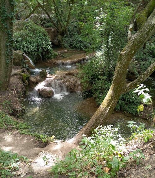 Fotos de stock gratuitas de árboles verdes, arroyo, bañador