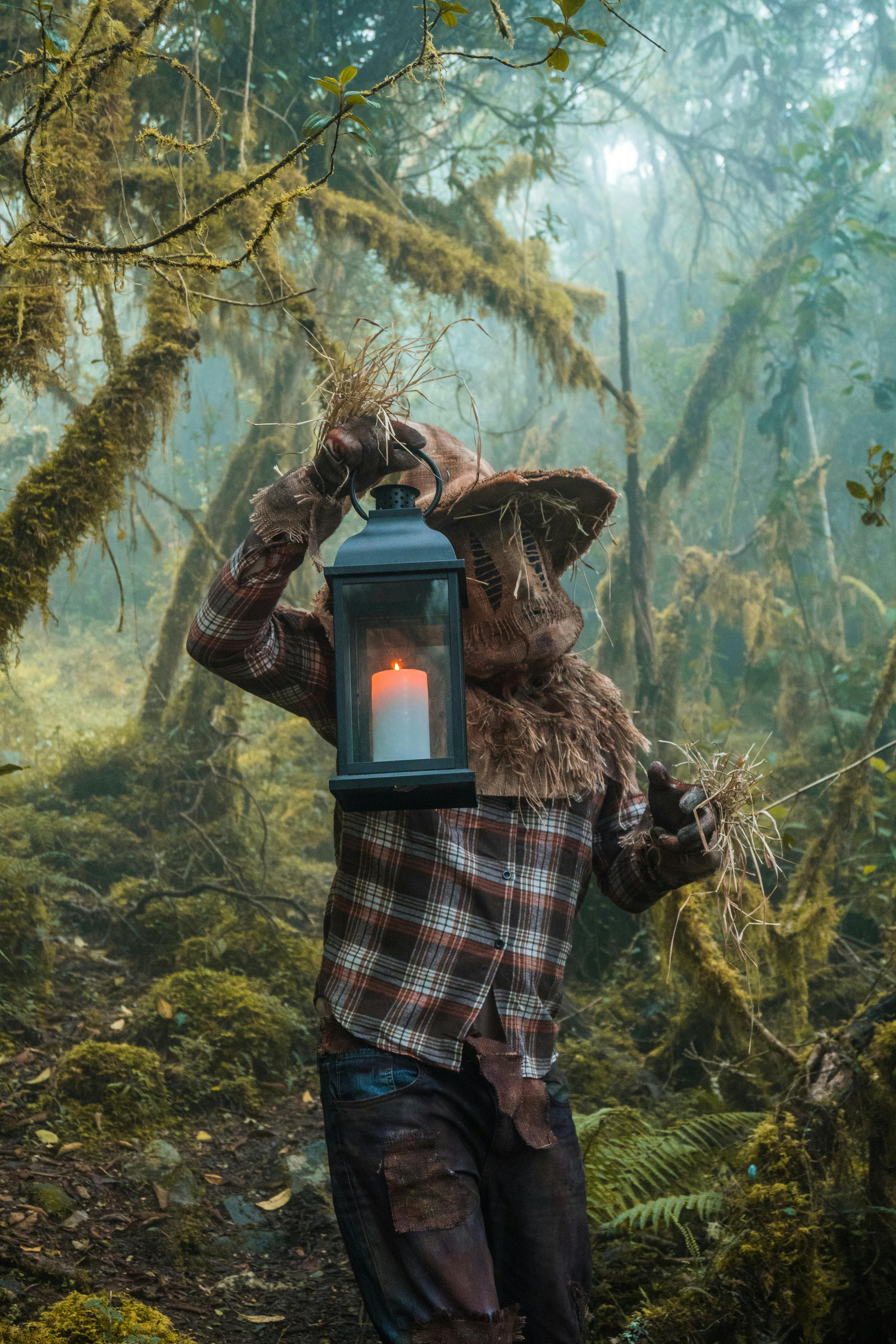 Foto de stock gratuita sobre arboles,