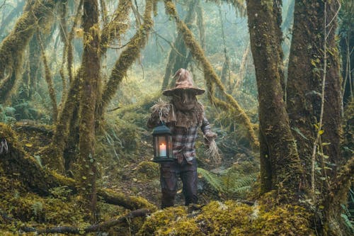 Fotos de stock gratuitas de bosque, bosque sombrío, disfraz