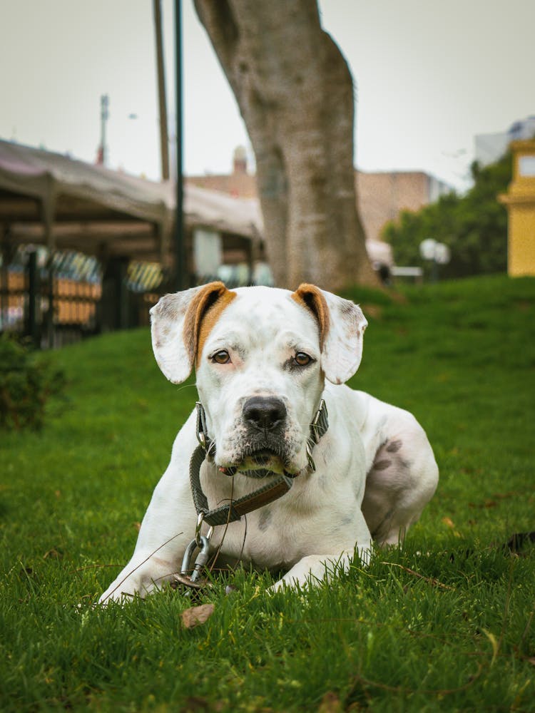 A Dog With Collar On The Grass 