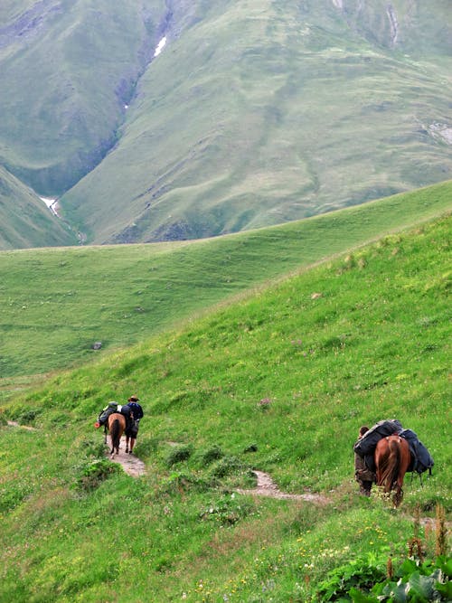 Horses Carrying Baggage on a Mountain Trail 