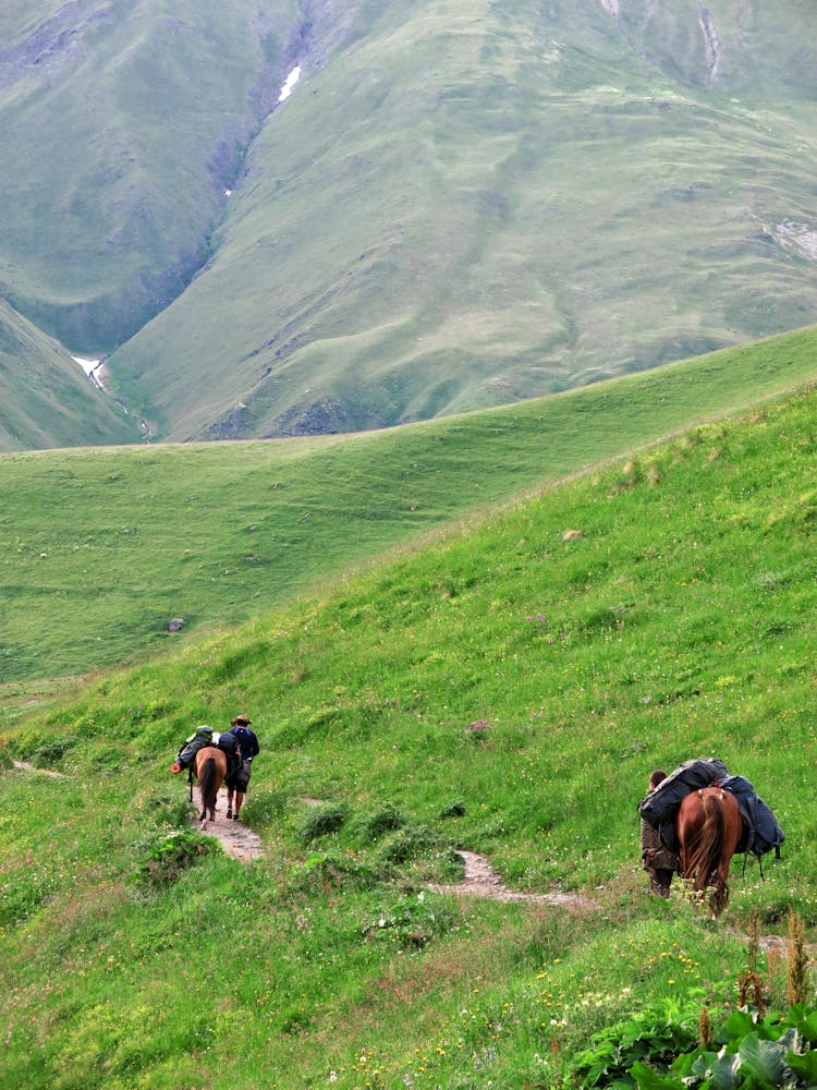 Horses Carrying Baggage On A Mountain Trail 