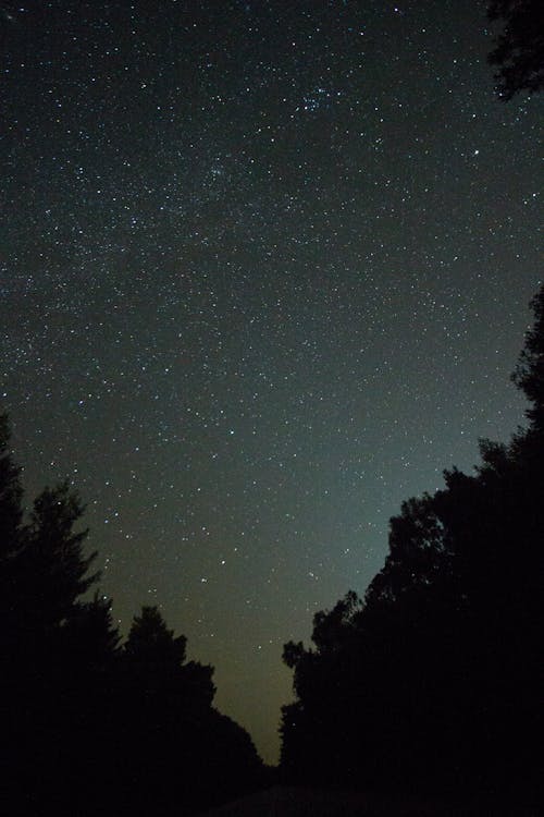 Silhouette of Trees Under the Starry Night 