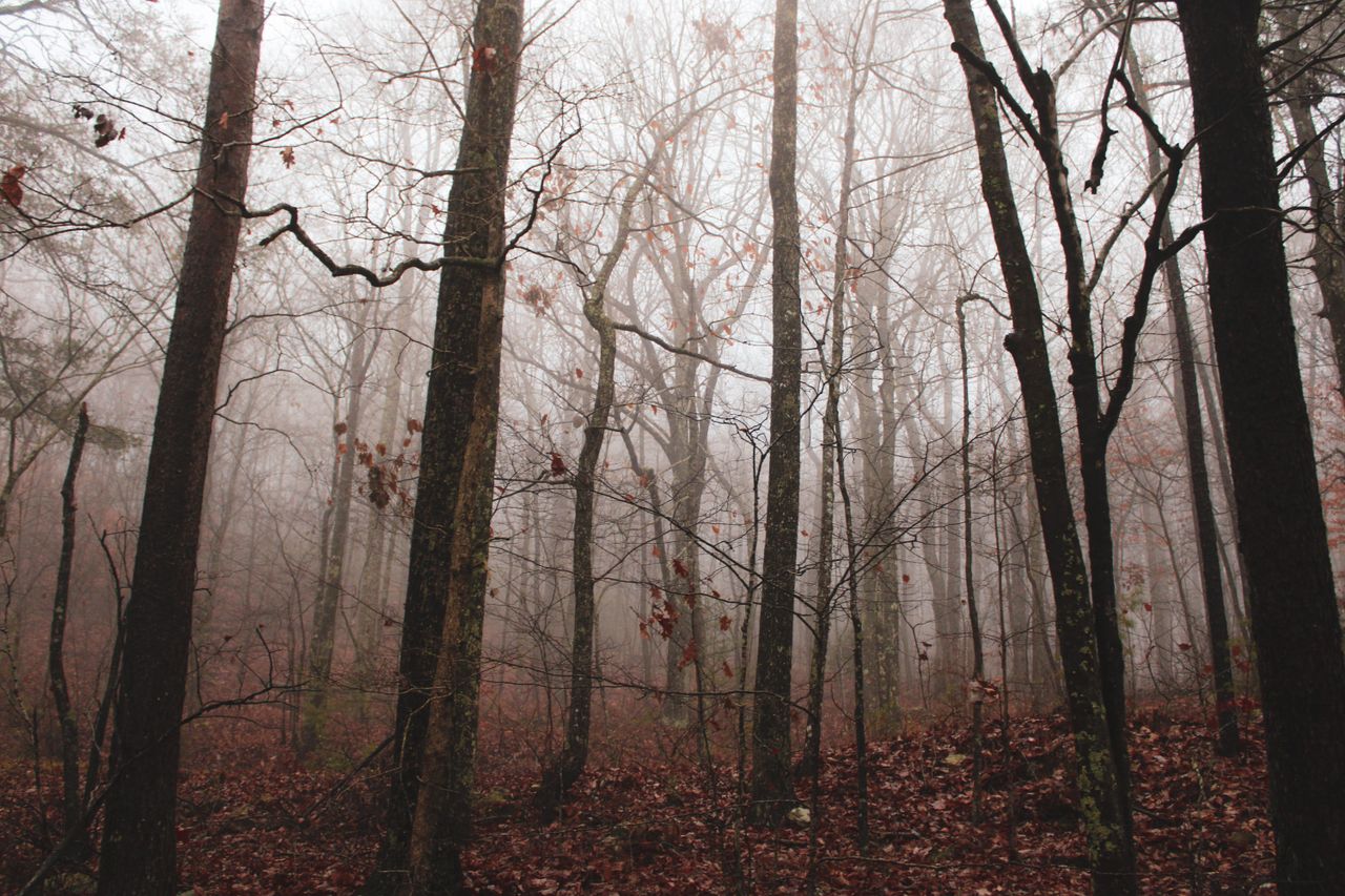 mysterious fog envelops a quiet autumn forest creating a moody atmosph
