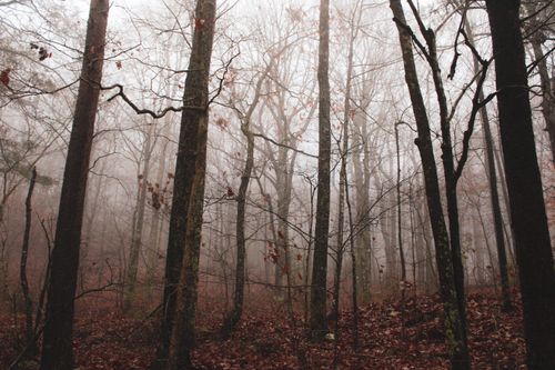 Free Mysterious fog envelops a quiet autumn forest, creating a moody atmosphere. Stock Photo