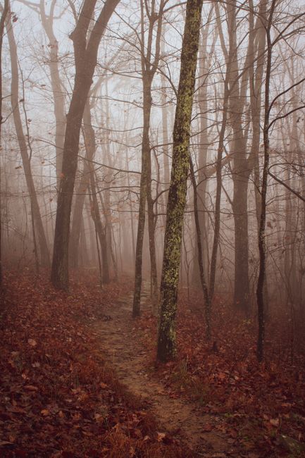Captivating forest trail enveloped in autumn fog, creating a serene and spooky atmosphere.