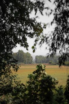 Peaceful rural scenery with trees framing an open meadow on a bright day.