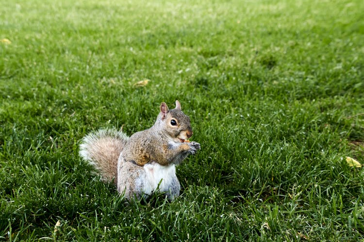 Squirrel On The Grass 