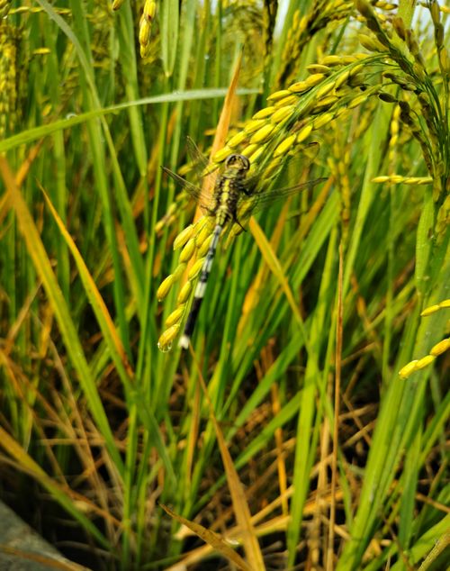Free Some beautiful view of paddy fields Stock Photo