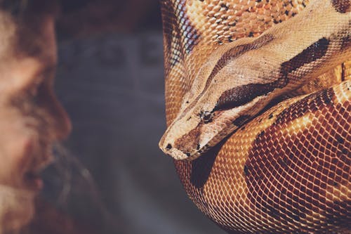 Free Close-up Photo of Reticulated Python Stock Photo