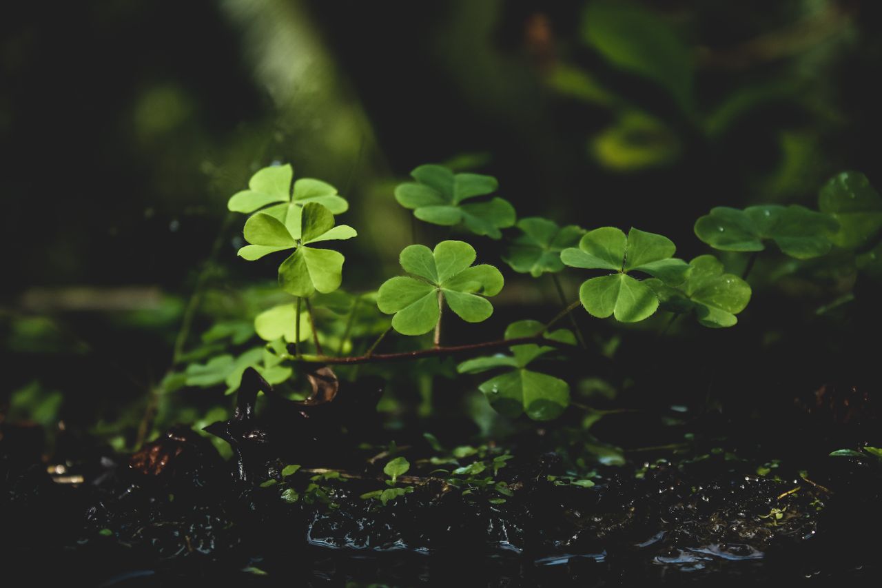 close up of vibrant green clover plants in a lush and natural outdoor