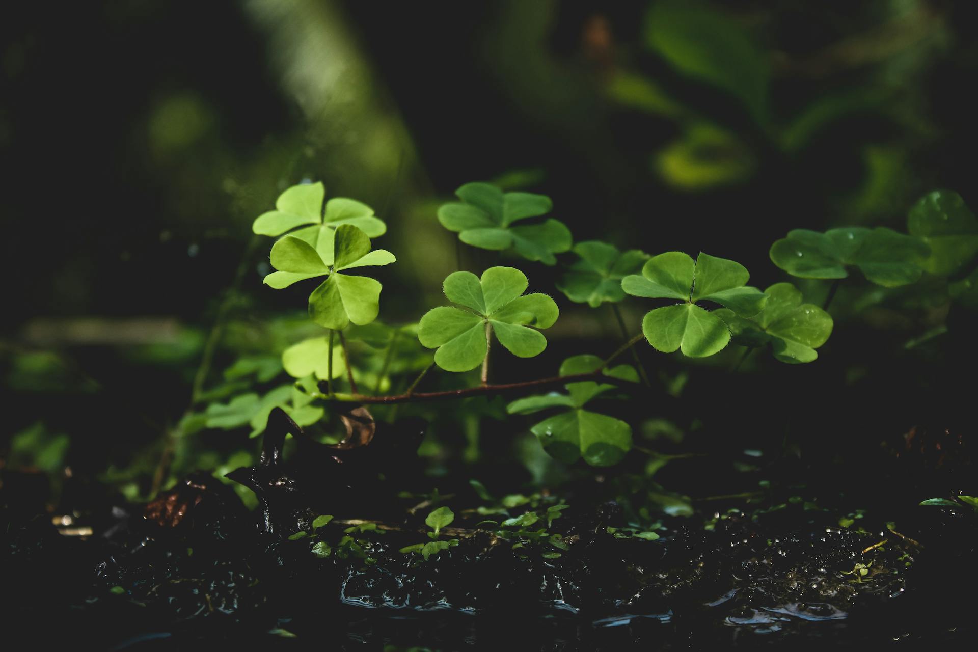 Green Plants on Black Soil