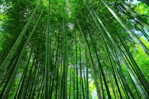 Free stock photo of forest, green, japan