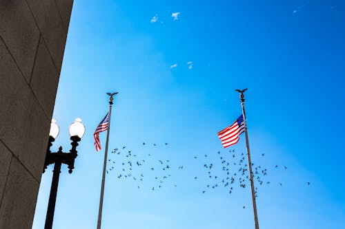 Kostenloses Stock Foto zu amerikanische flaggen, blauer himmel, fahnenmasten
