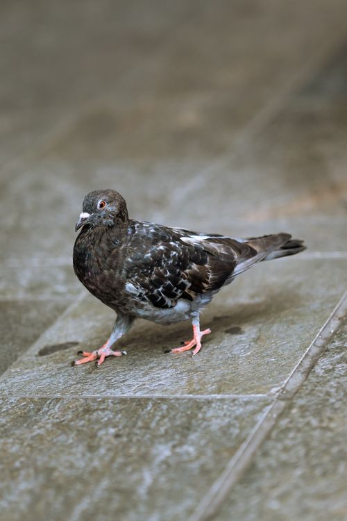Free Detailed image of a pigeon standing on a pavement, highlighting its plumage. Stock Photo