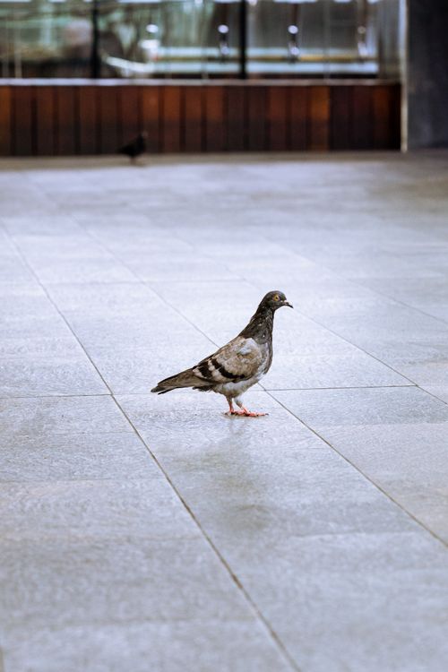 Free A lone feral pigeon walks gracefully on a city pavement, embodying urban wildlife. Stock Photo