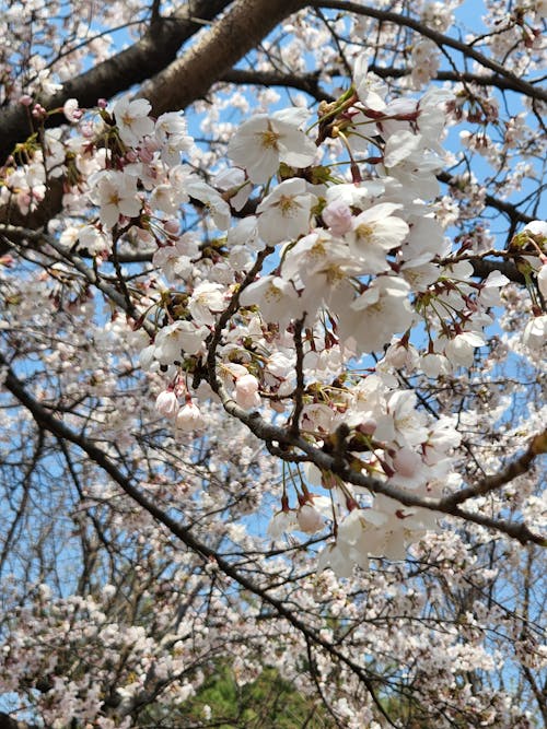 Cherry Blossom in Bloom 