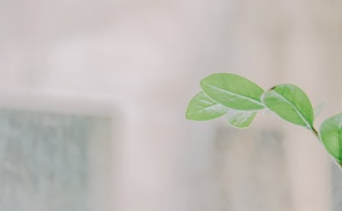 Free Close-up Photo of Green Leaves Stock Photo