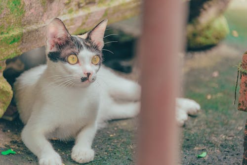 苔むした地面に横たわっている白と灰色の猫