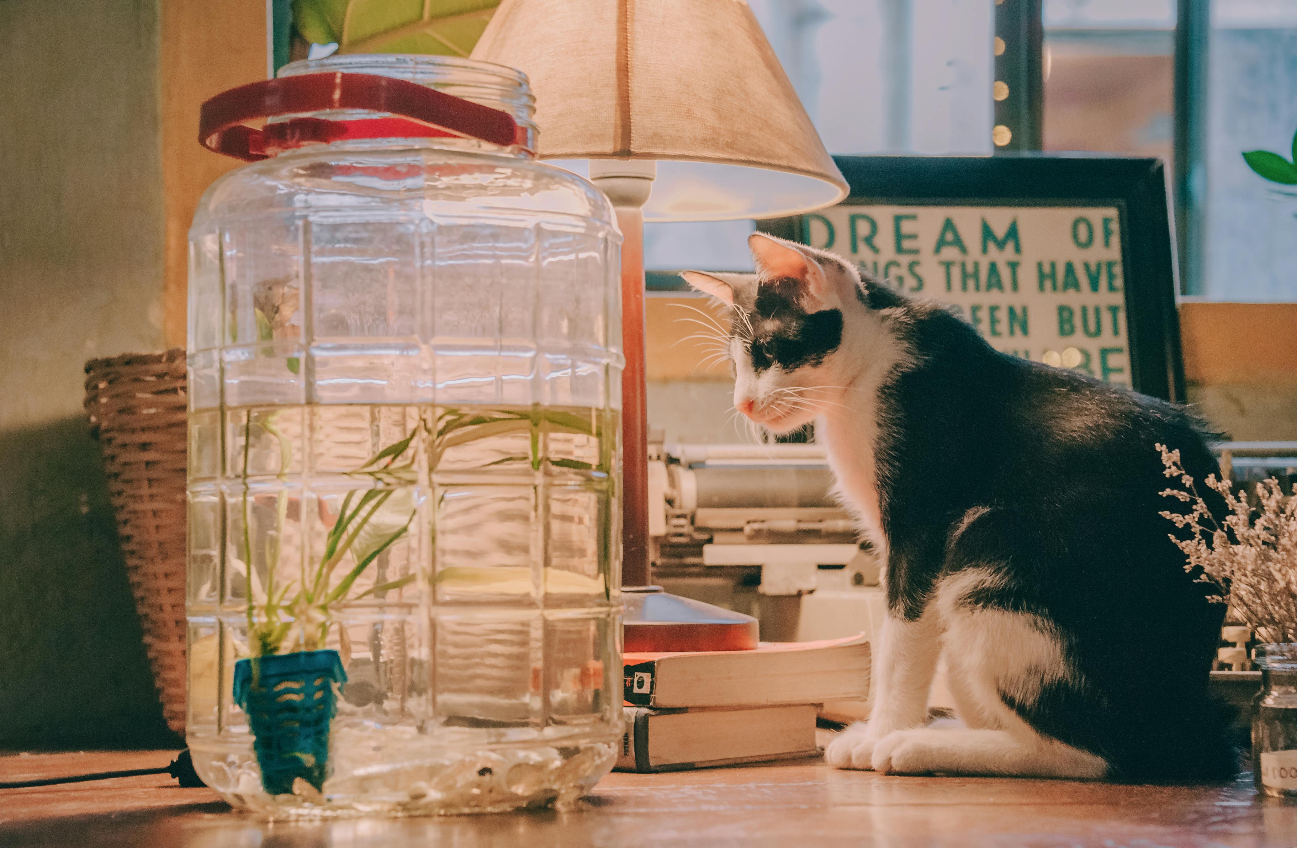 black and white cat sitting beside clear glass beverage dispenser table lamp and books on brown wooden table