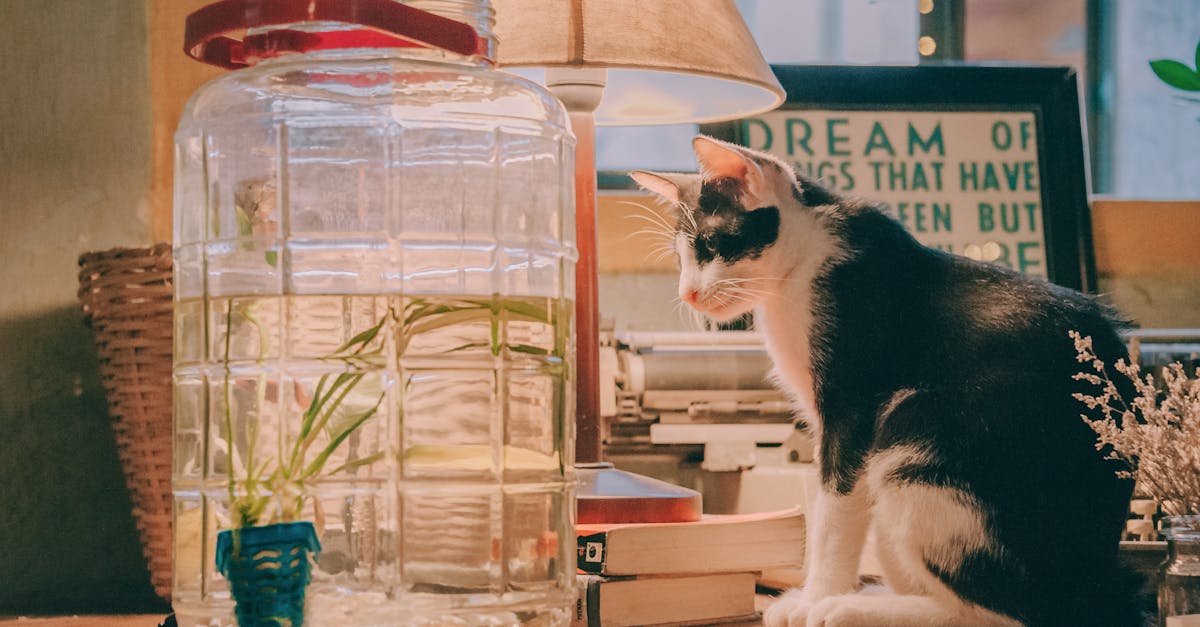 How to get rid of cat dander in your house