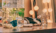 一只放松的猫睡在放着装饰瓶子和植物的桌子上