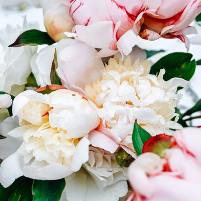 Blooming peonies in close-up — photo by Studio Naae on Pexels