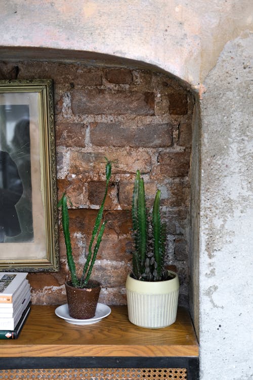 Potted Cacti on a Shelf