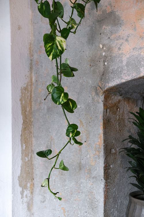 Free A close-up of green ivy climbing on a textured wall, showcasing natural beauty. Stock Photo