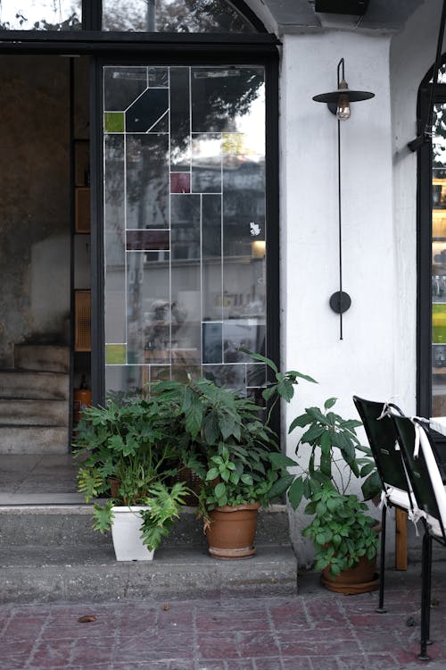 Green Potted Plant Beside Glass Door