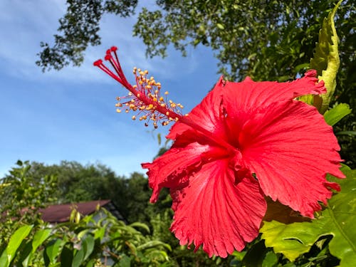 Foto profissional grátis de flores, foto iphone 14, hisbiscus