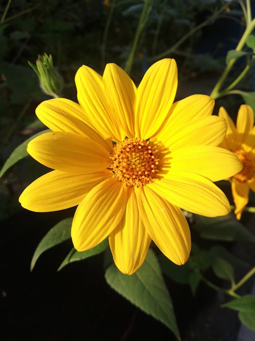 คลังภาพถ่ายฟรี ของ กลางวัน, ดอกไม้สวย, ดอกไม้สีเหลือง