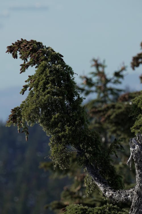 Fotobanka s bezplatnými fotkami na tému flóra, ihličnan, mach