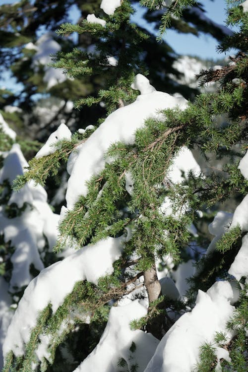 Green Tree Covered with Snow