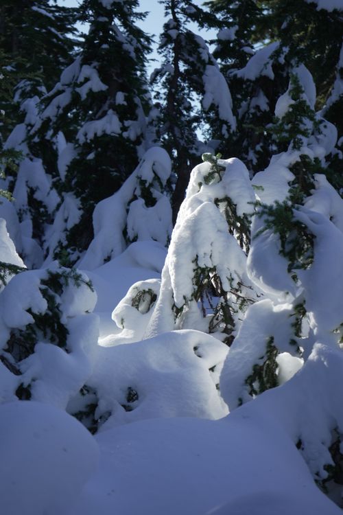 Free Serene winter forest with snow-laden trees under clear skies Stock Photo