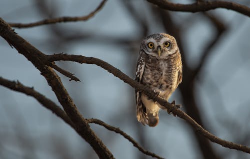 Owl on Branches